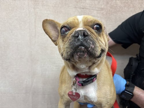 HONEY - French Bulldog available for adoption