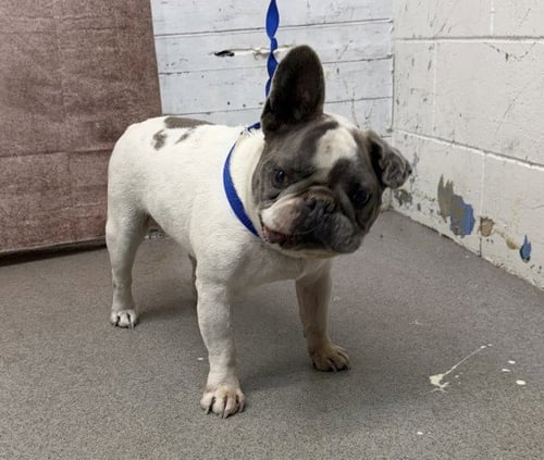 NEIL - French Bulldog available for adoption