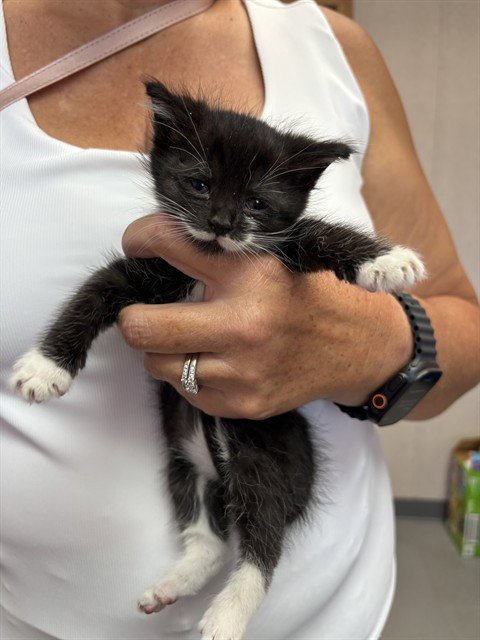BEATRIZ - Domestic Short Hair available for adoption