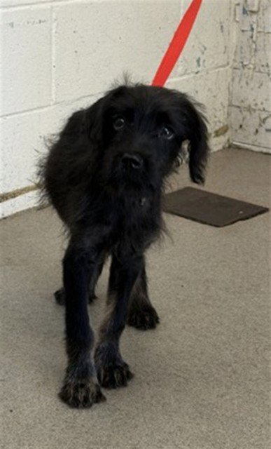 DANDELION - Terrier available for adoption