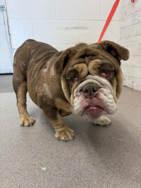 CHERRY - English Bulldog available for adoption