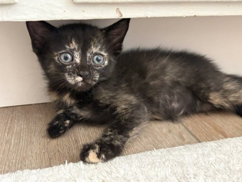 LUCY - Domestic Medium Hair available for adoption