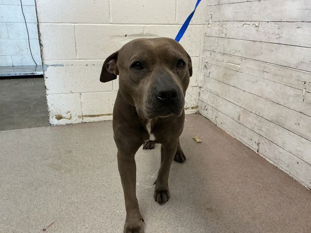 BABY GIRL - Pit Bull Terrier available for adoption