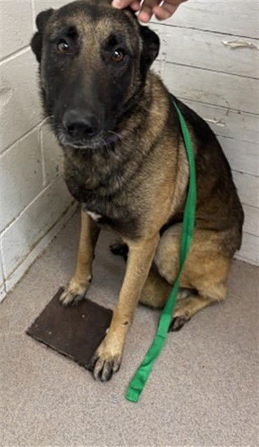 RADLEY - Belgian Shepherd Malinois available for adoption
