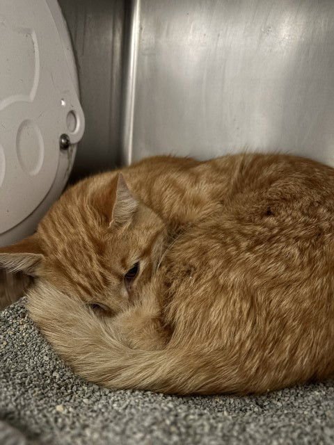 BARRY - Domestic Short Hair available for adoption