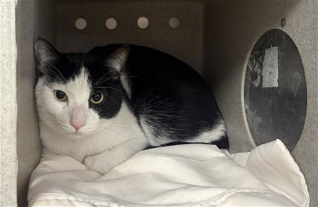 PEPPER - Domestic Short Hair available for adoption