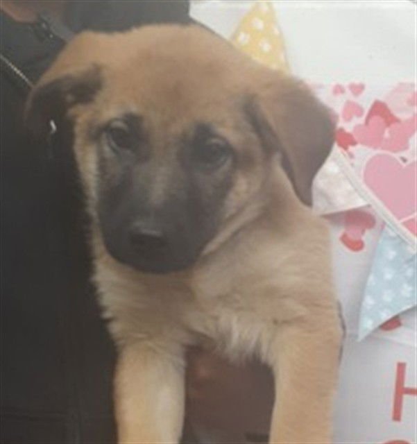 SADIE - German Shepherd Dog available for adoption