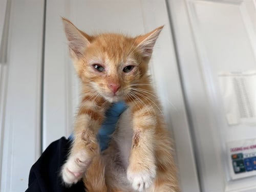 LEONARD - Domestic Short Hair available for adoption