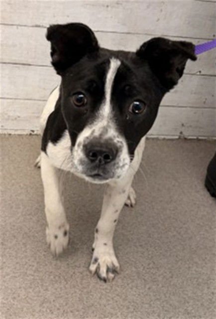 DREW - Rat Terrier available for adoption