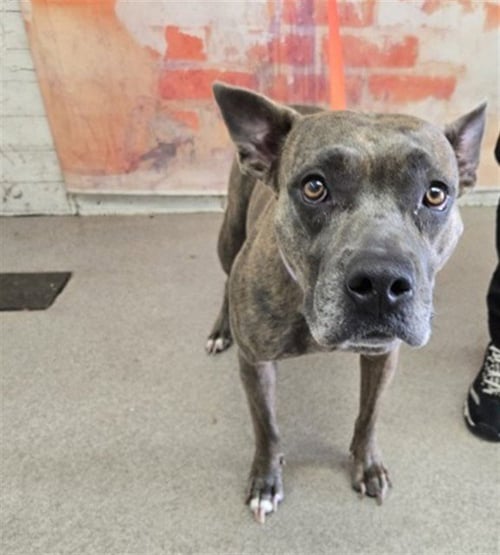 LESLIE - Pit Bull Terrier available for adoption