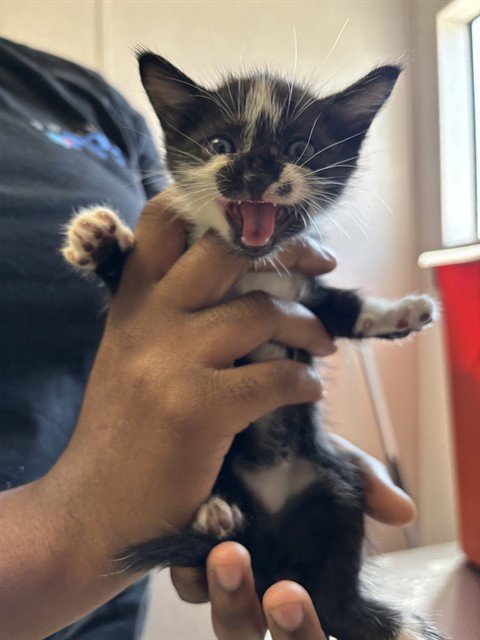 MINKS - Domestic Short Hair available for adoption