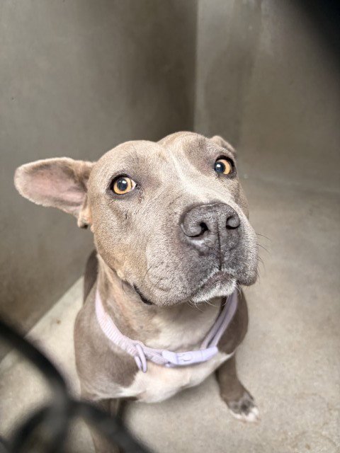 MAXINE - Pit Bull Terrier available for adoption