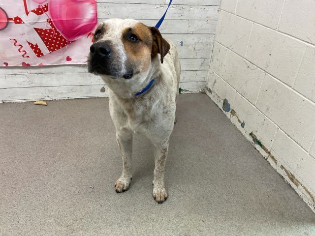 OLLIE - Pit Bull Terrier available for adoption