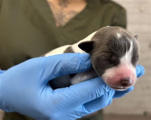 A591199 - Pit Bull Terrier available for adoption