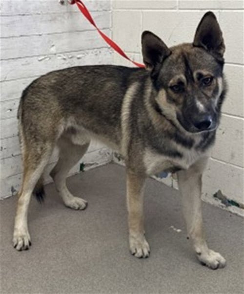 DALIE - German Shepherd Dog available for adoption