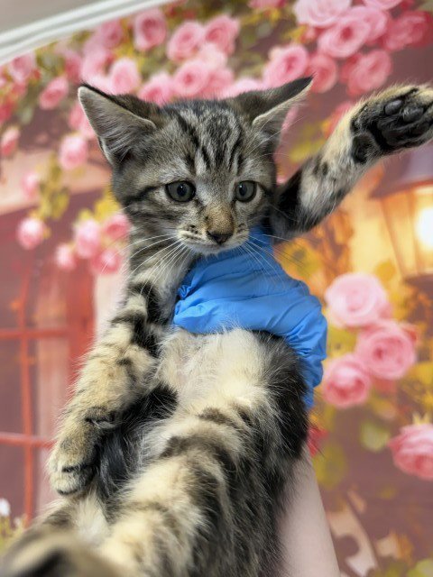BANZAI - Domestic Short Hair available for adoption