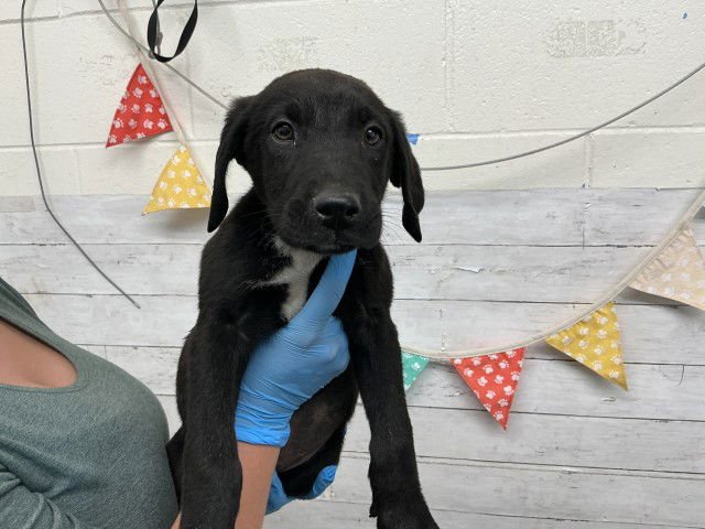 ELTON - German Shepherd Dog available for adoption