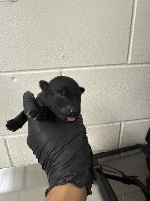 PLUM - Belgian Shepherd Malinois available for adoption