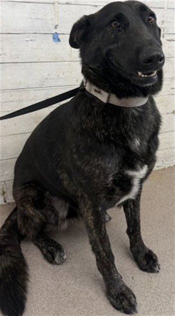 JOURNEY - German Shepherd Dog available for adoption