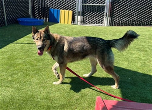 NOVA - German Shepherd Dog available for adoption