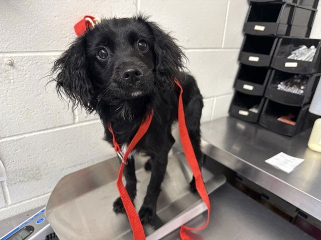 COCO BEAN - Cocker Spaniel available for adoption