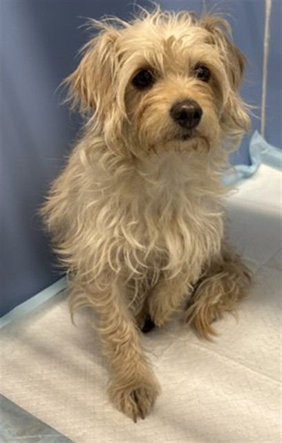 DARLA - Terrier available for adoption