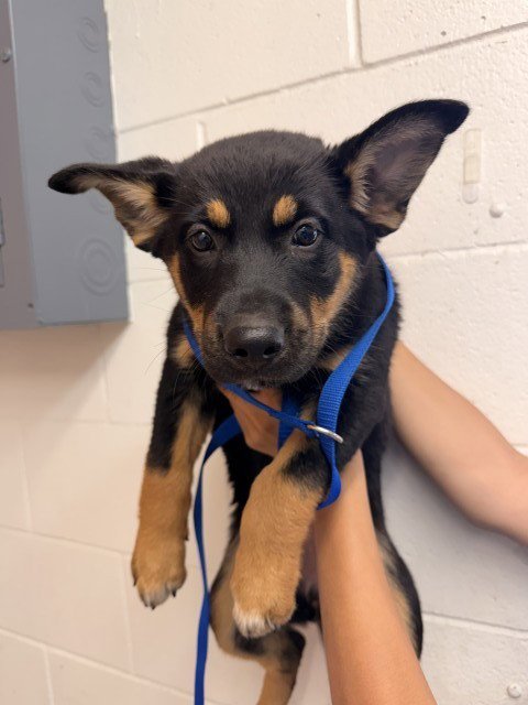 GEORGINA - German Shepherd Dog available for adoption