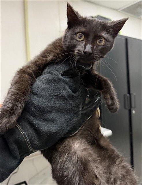 A591278 - Domestic Medium Hair available for adoption