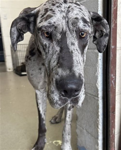CELESTE - Great Dane available for adoption