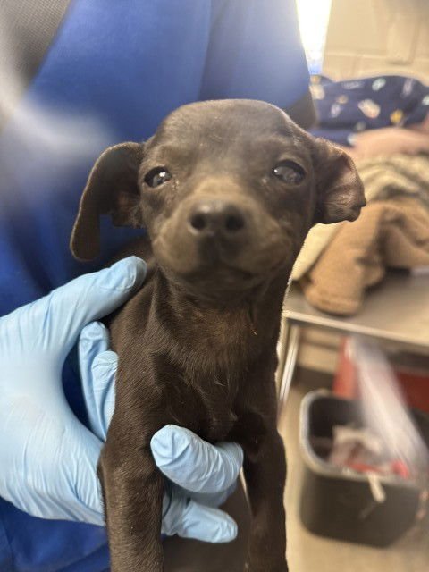 ARMIN - Chihuahua available for adoption