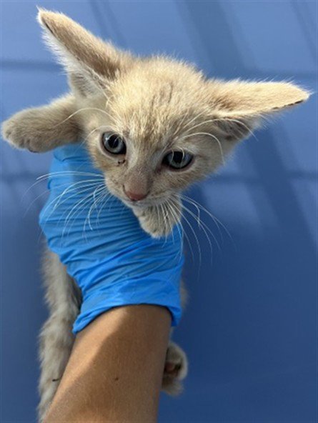 DRACO - Domestic Short Hair available for adoption
