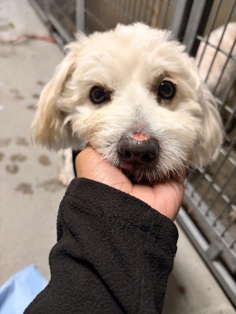 DANNY BOY - Maltese available for adoption