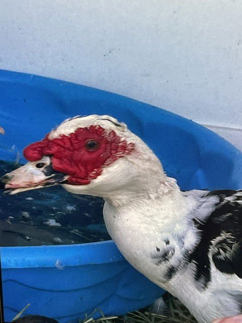ALFRED - Muscovy available for adoption
