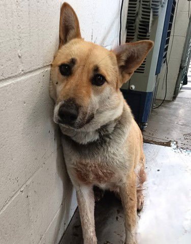 BROWNIE - German Shepherd Dog available for adoption