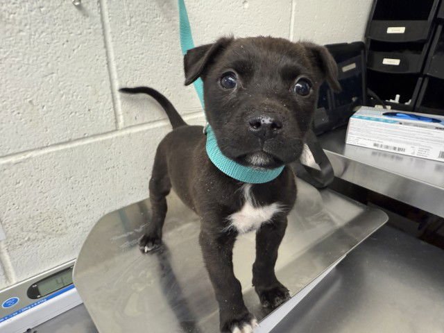 SAMMY - Pit Bull Terrier available for adoption