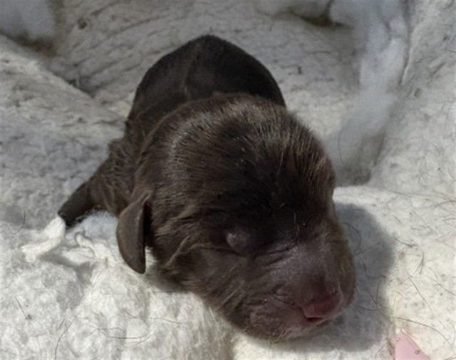 A588733 - Patterdale Terrier (Fell Terrier) available for adoption