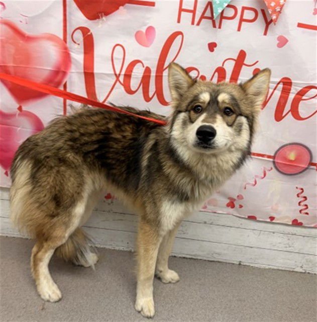 BOWZER - Siberian Husky / Chow Chow available for adoption