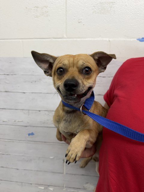 LUIS - Chihuahua available for adoption