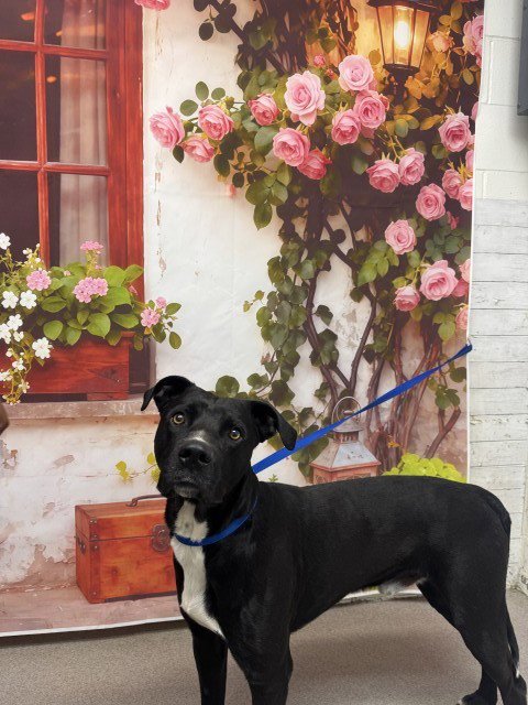 JOJO - Pit Bull Terrier / Labrador Retriever available for adoption