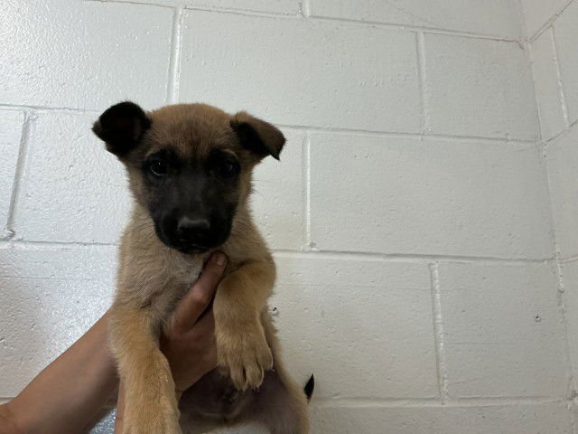 CASHEW - German Shepherd Dog available for adoption