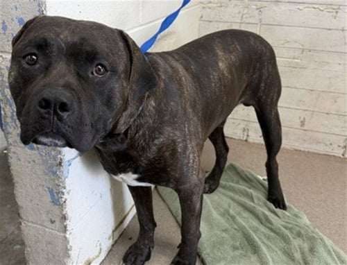 JORDAN - Pit Bull Terrier available for adoption