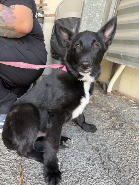QUINN - Australian Shepherd available for adoption