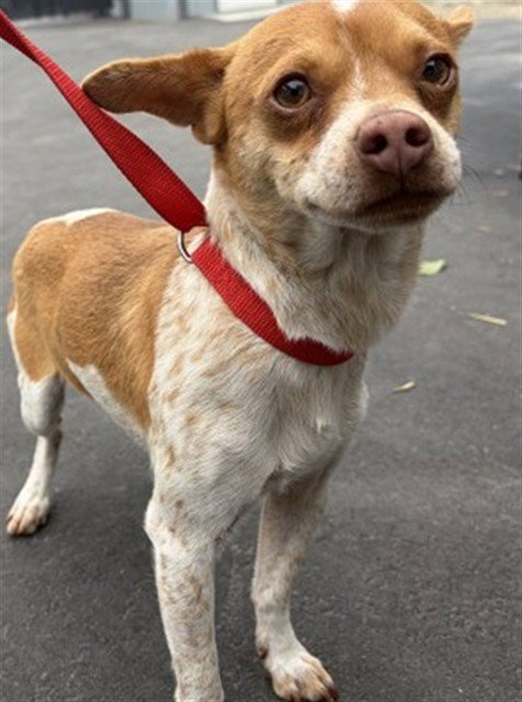 VELMA - Chihuahua available for adoption
