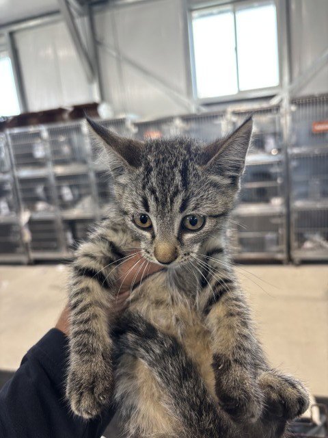 LUCIA - Domestic Medium Hair available for adoption