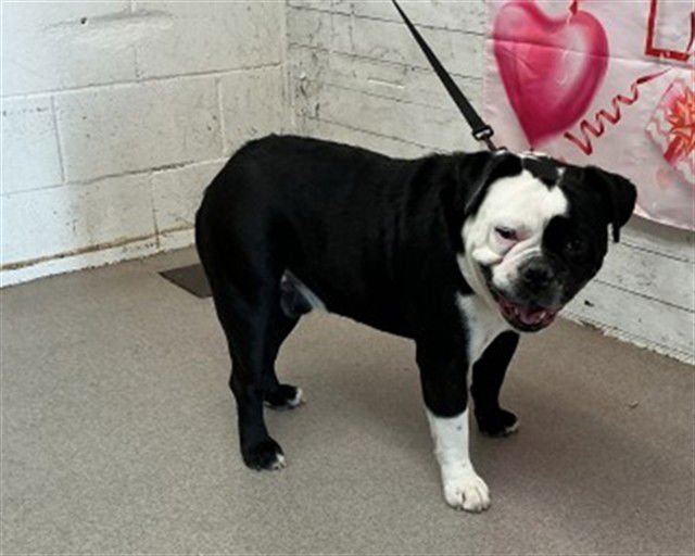 RORSCHACH - English Bulldog available for adoption