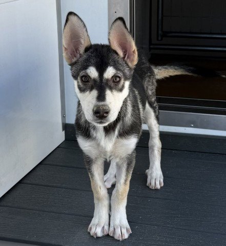 FOXY - Siberian Husky / German Shepherd Dog available for adoption