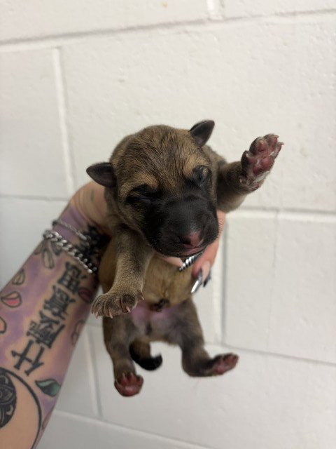 A597005 - German Shepherd Dog available for adoption