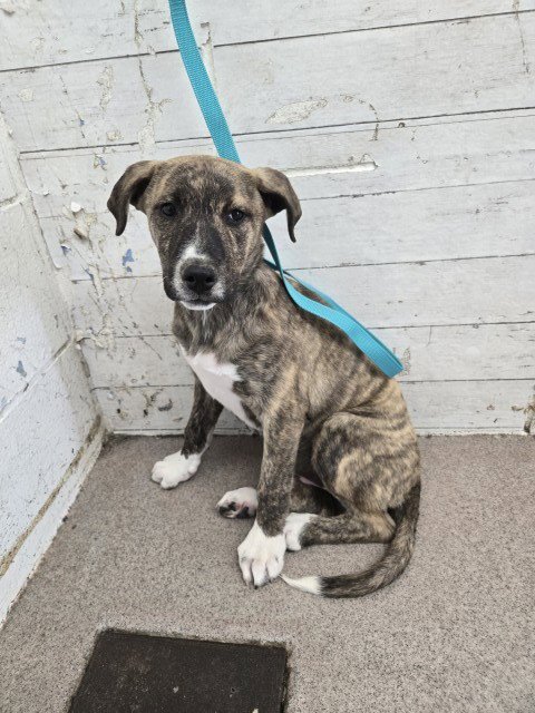 SHADY - Pit Bull Terrier available for adoption