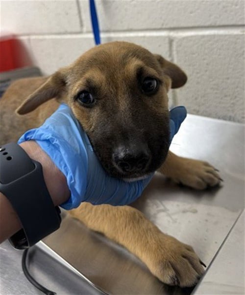 GEORGIE - German Shepherd Dog available for adoption