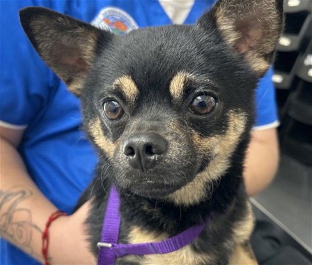 BROOKIE - Chihuahua available for adoption